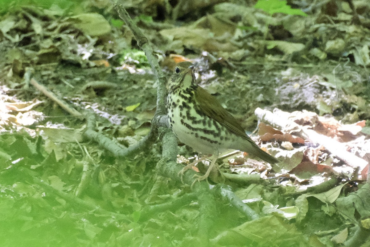 Wood Thrush - ML567824641