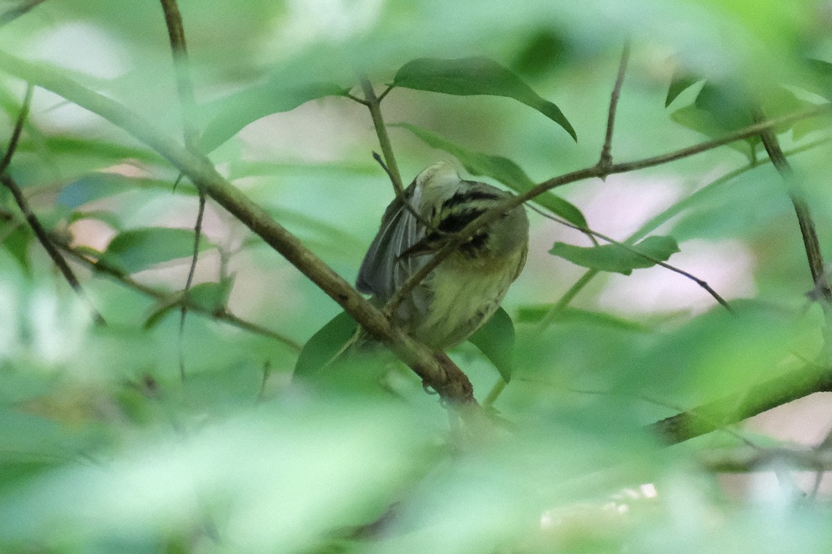 Worm-eating Warbler - ML567825171