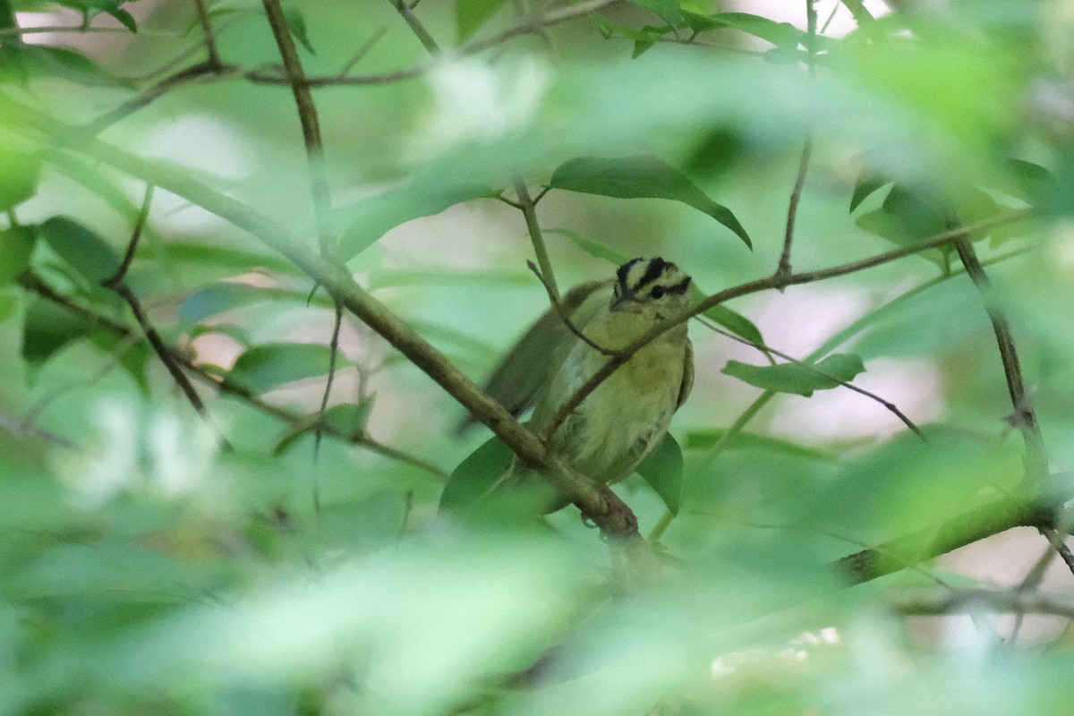 Worm-eating Warbler - ML567825181