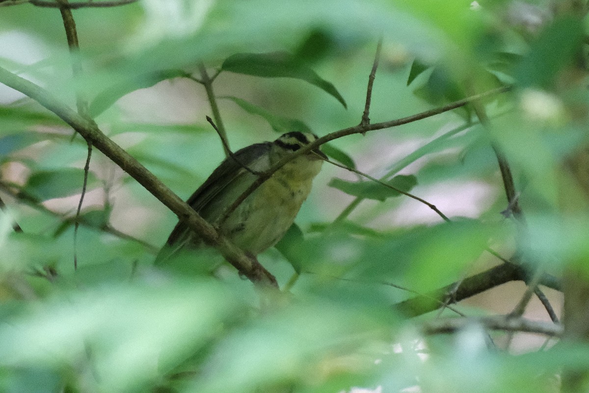 Worm-eating Warbler - ML567825191