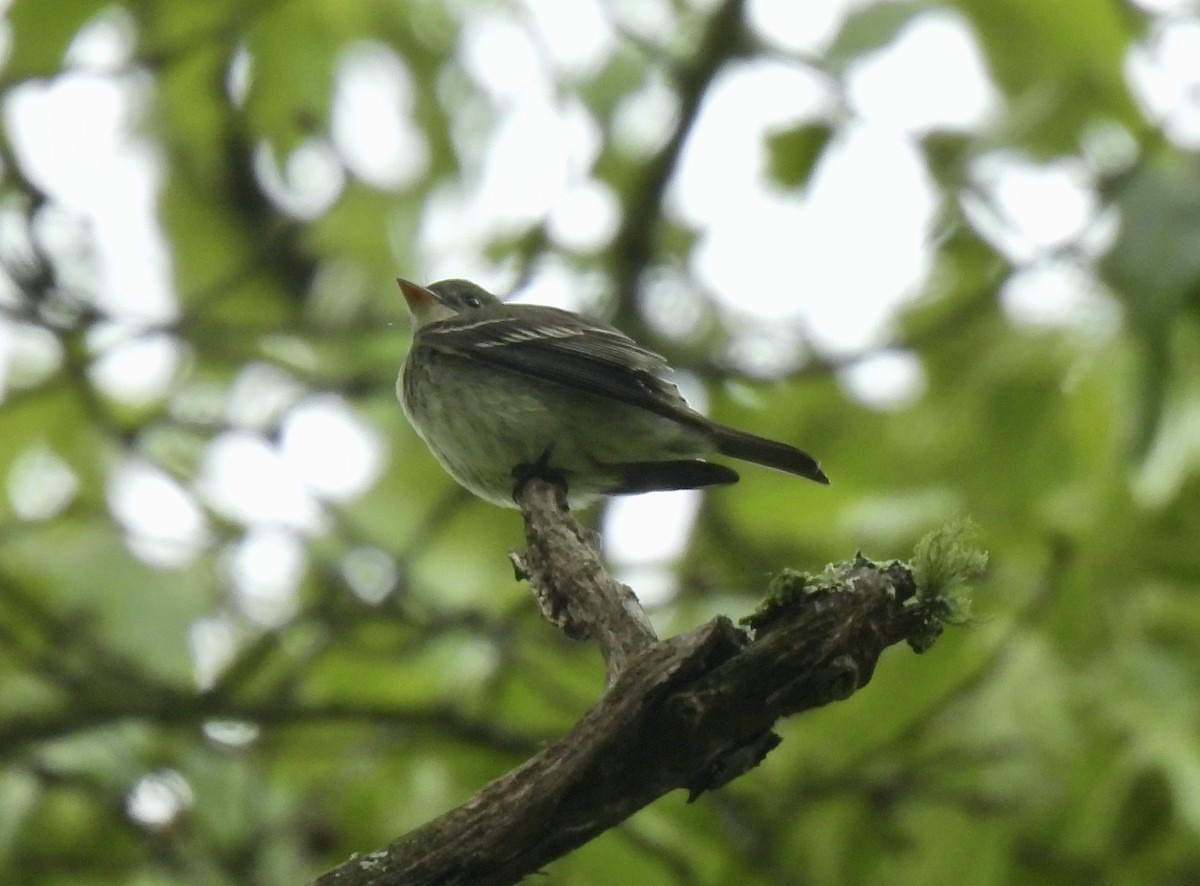 Eastern Wood-Pewee - ML567825271
