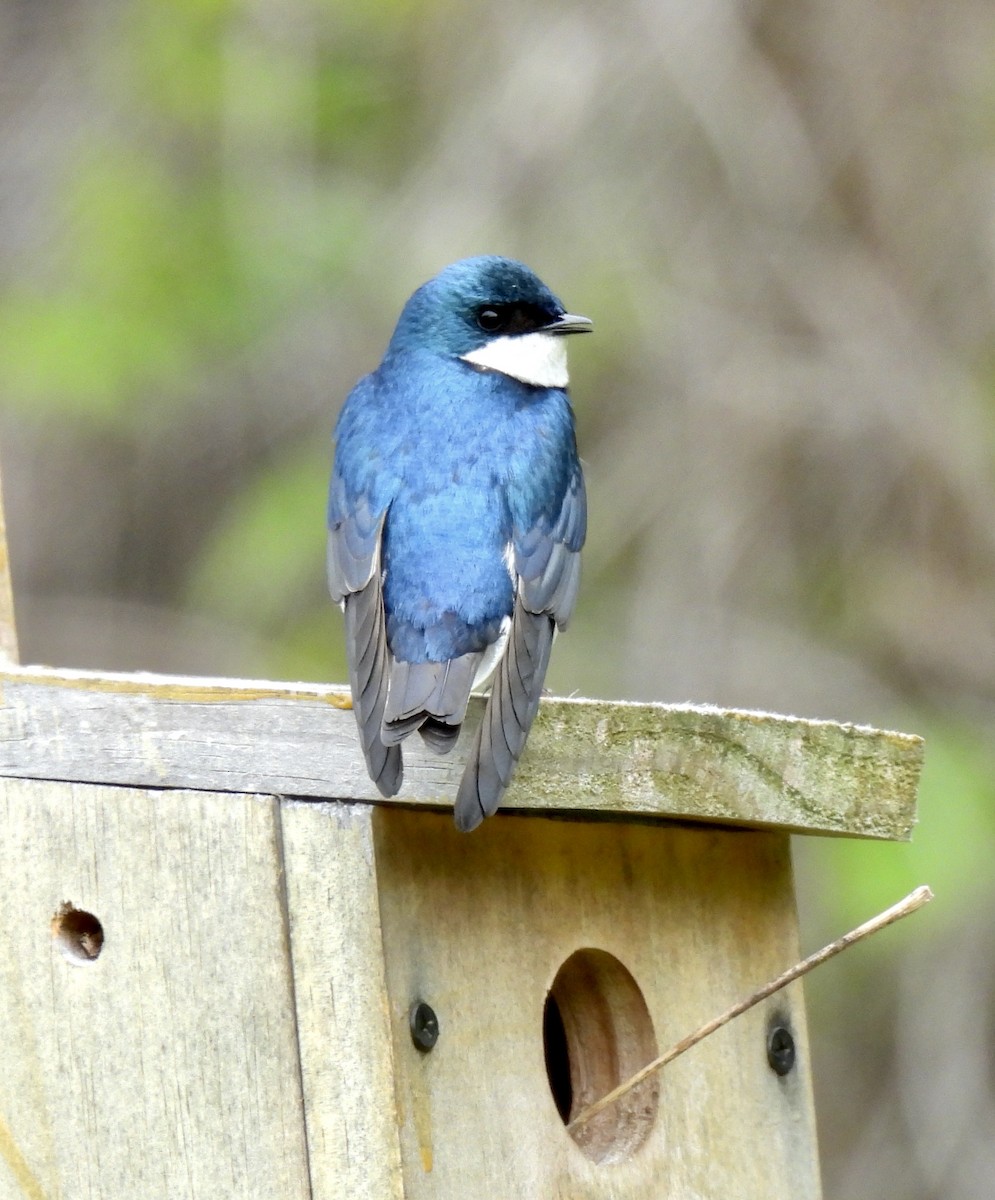 Tree Swallow - ML567825641