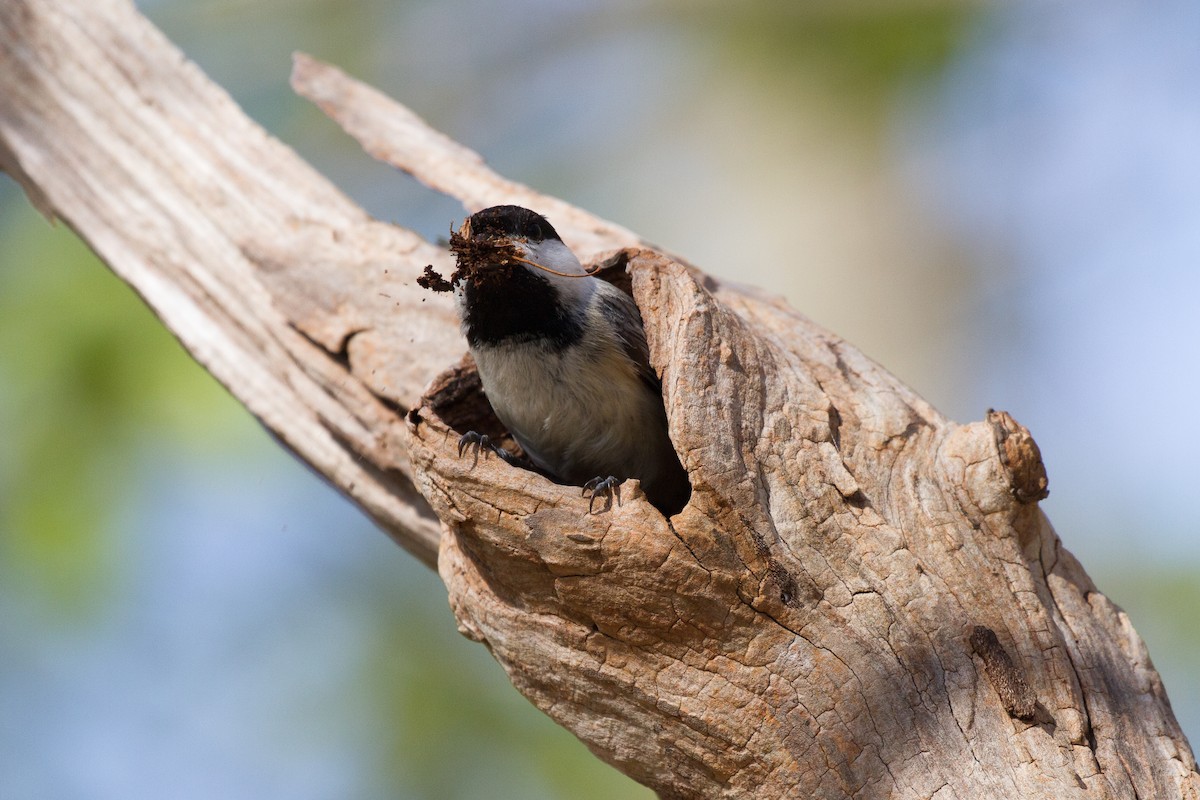 Mésange à tête noire - ML56782651