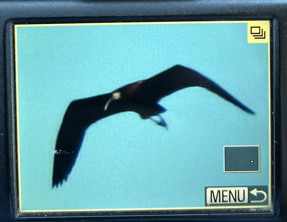 White-faced Ibis - ML567826511