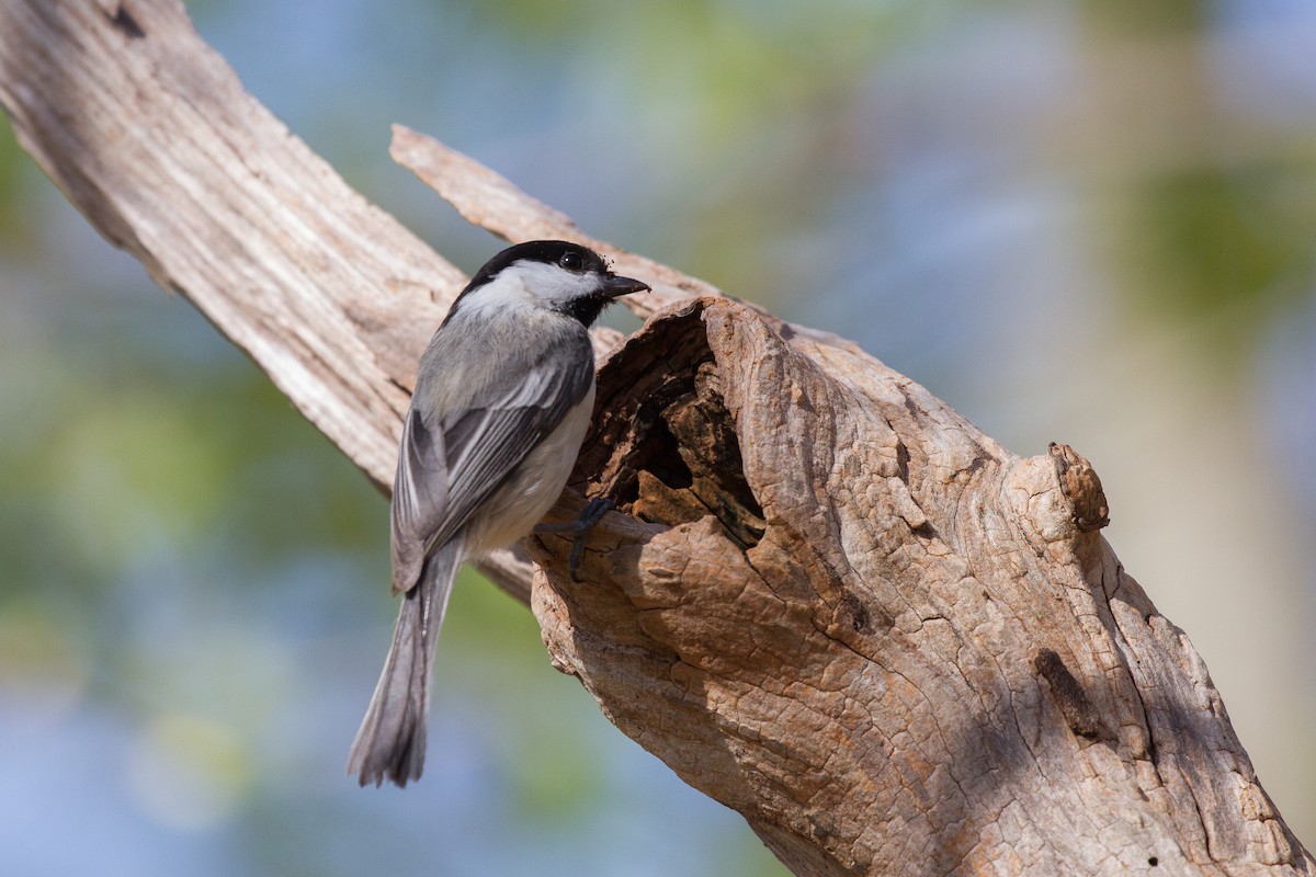 Black-capped Chickadee - Griffin Richards