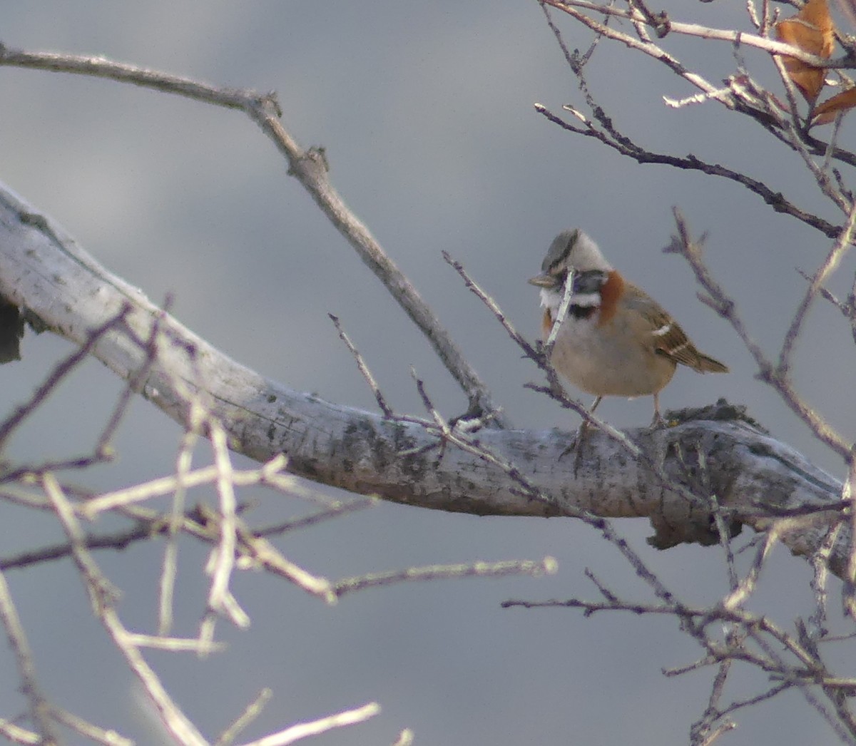 Rufous-collared Sparrow - ML567827081