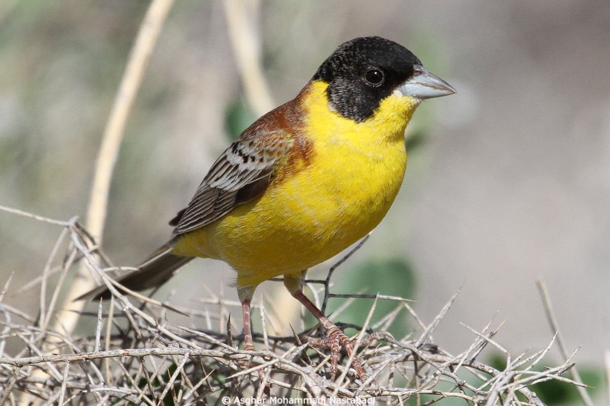 Black-headed Bunting - Asghar Mohammadi Nasrabadi