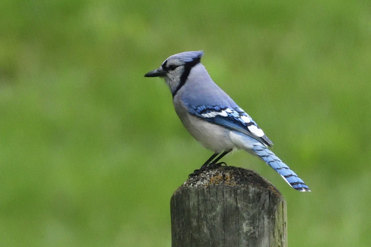 Blue Jay - ML567827671