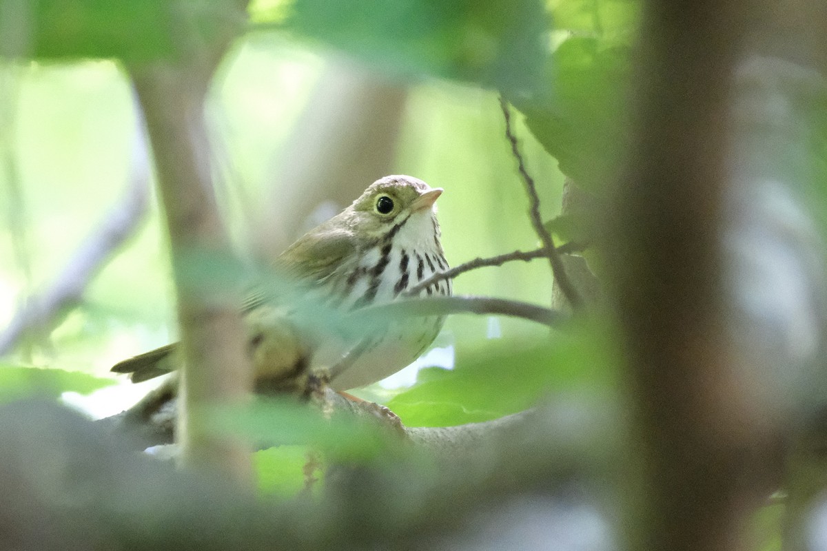 Ovenbird - Austin C & Haocong R