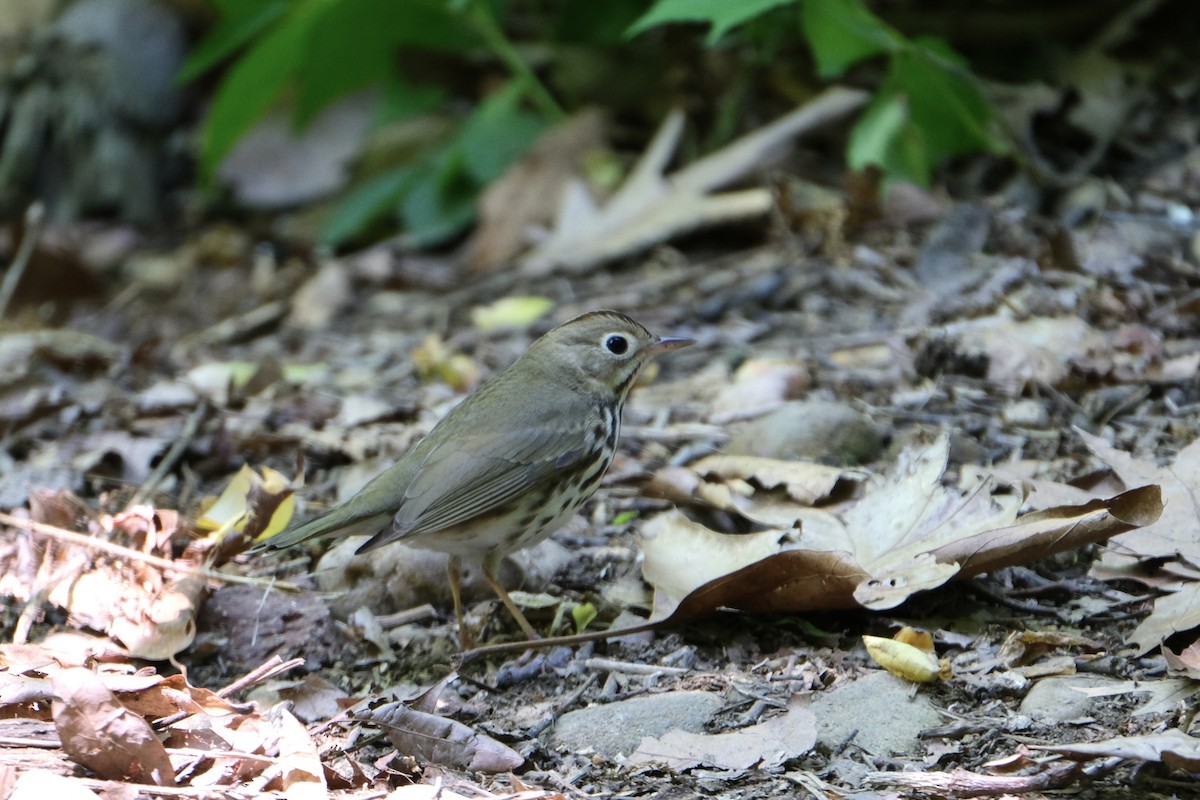 Ovenbird - ML567829591