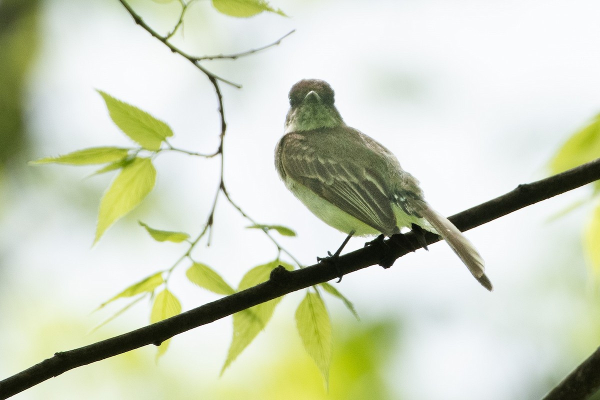 Mosquero sp. (Empidonax sp.) - ML567831191