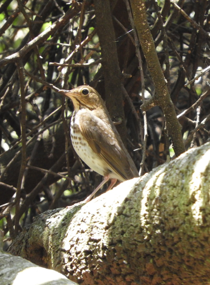 Swainson's Thrush - ML567831781