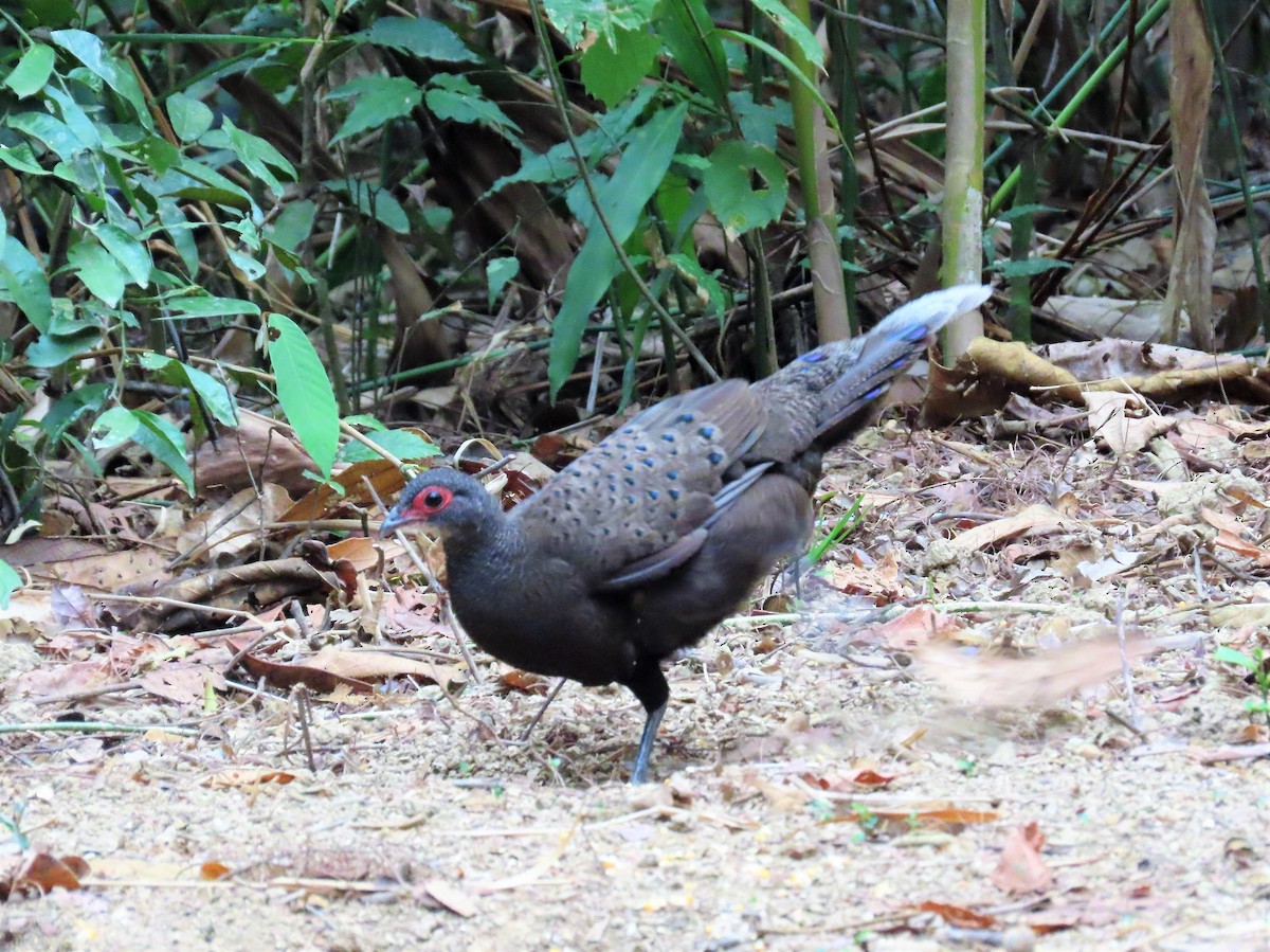 Germain's Peacock-Pheasant - ML567834031