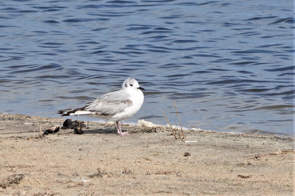 Bonaparte's Gull - ML567834841