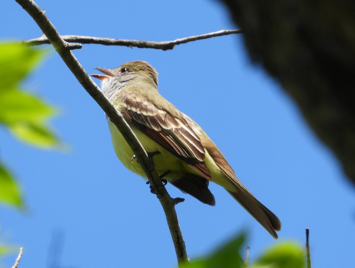 Great Crested Flycatcher - Mike Cianciosi