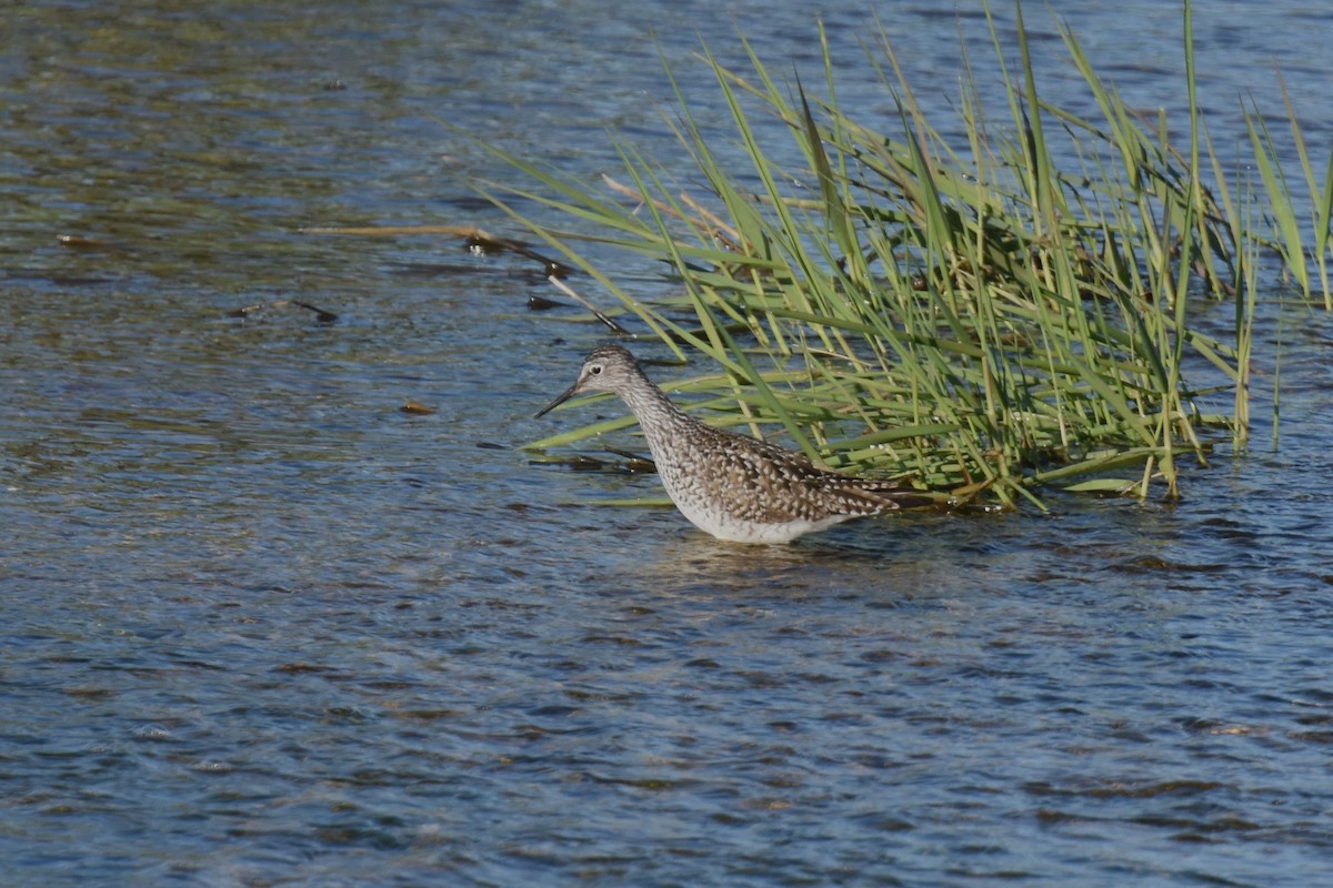 Lesser Yellowlegs - ML567838011