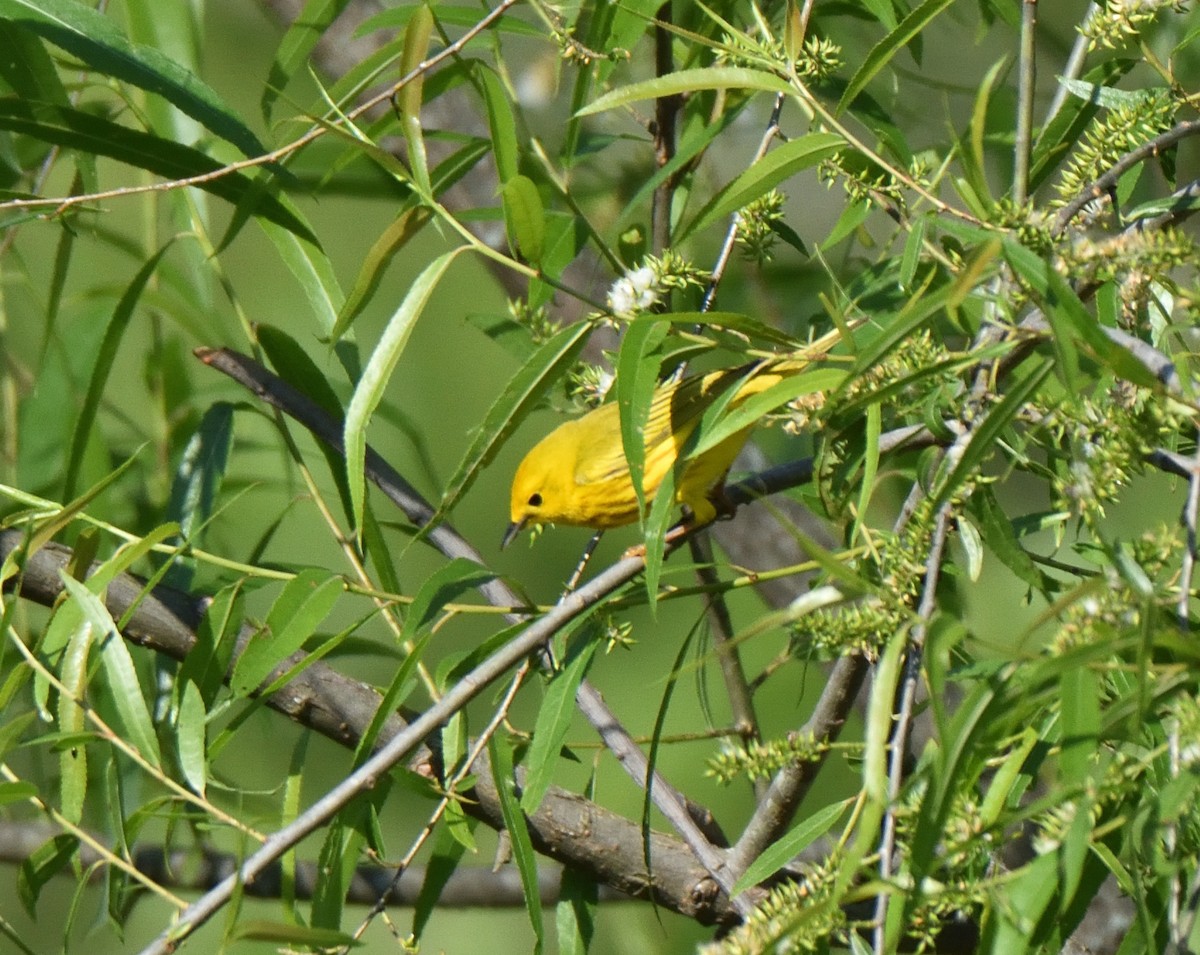 Yellow Warbler - ML567838461