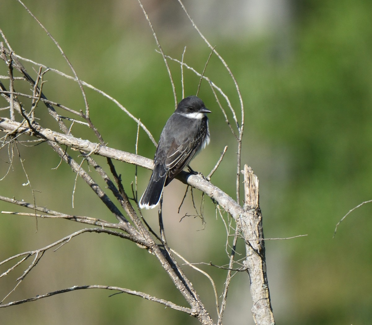 Eastern Kingbird - ML567838571