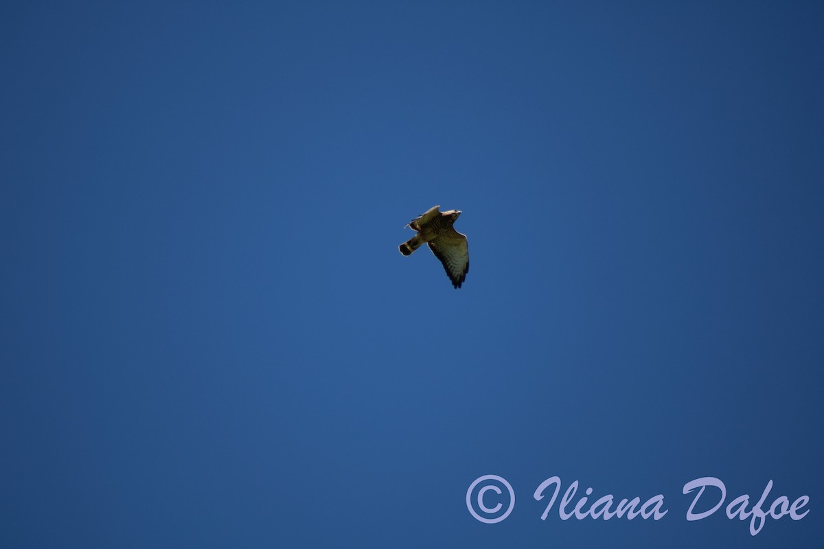 Broad-winged Hawk - Iliana Dafoe