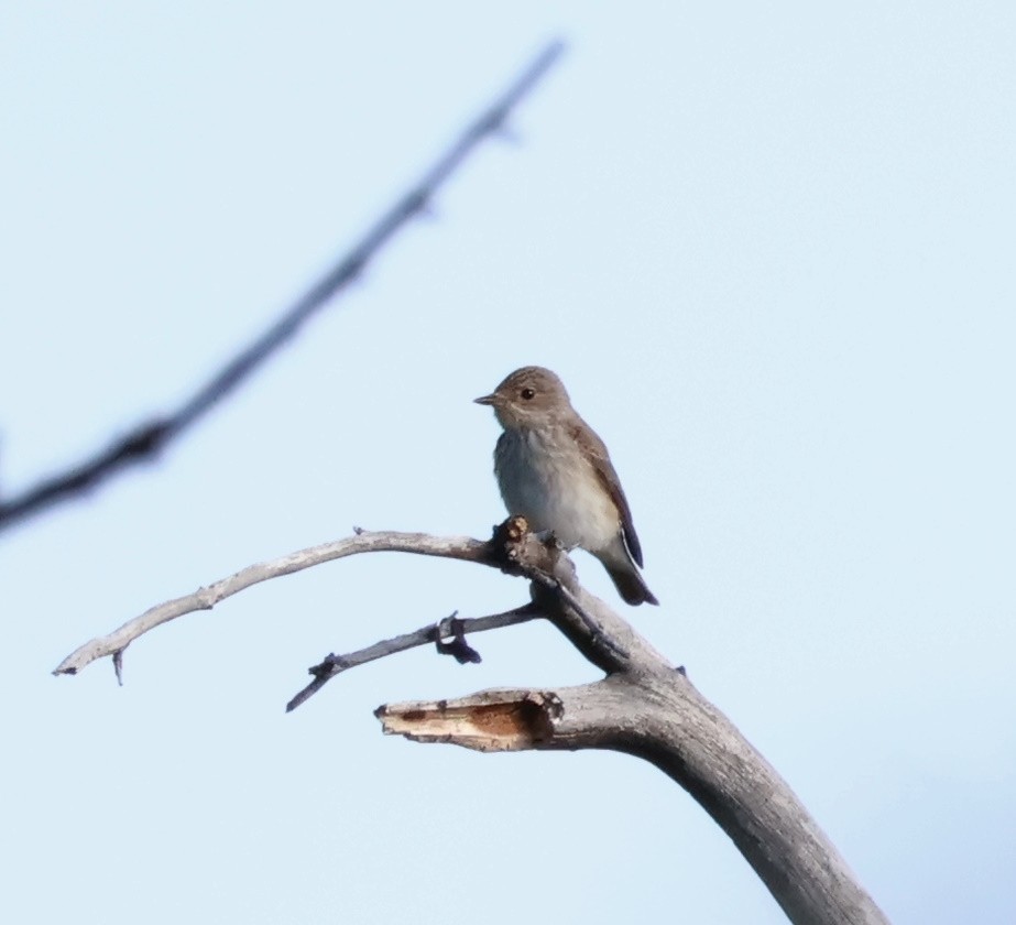 Spotted Flycatcher - ML567840291