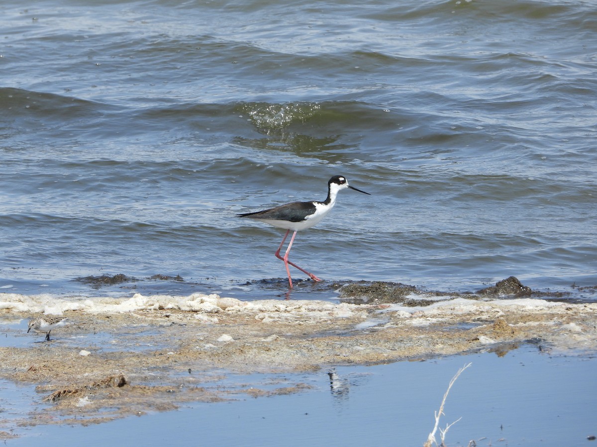 Black-necked Stilt - ML567840481