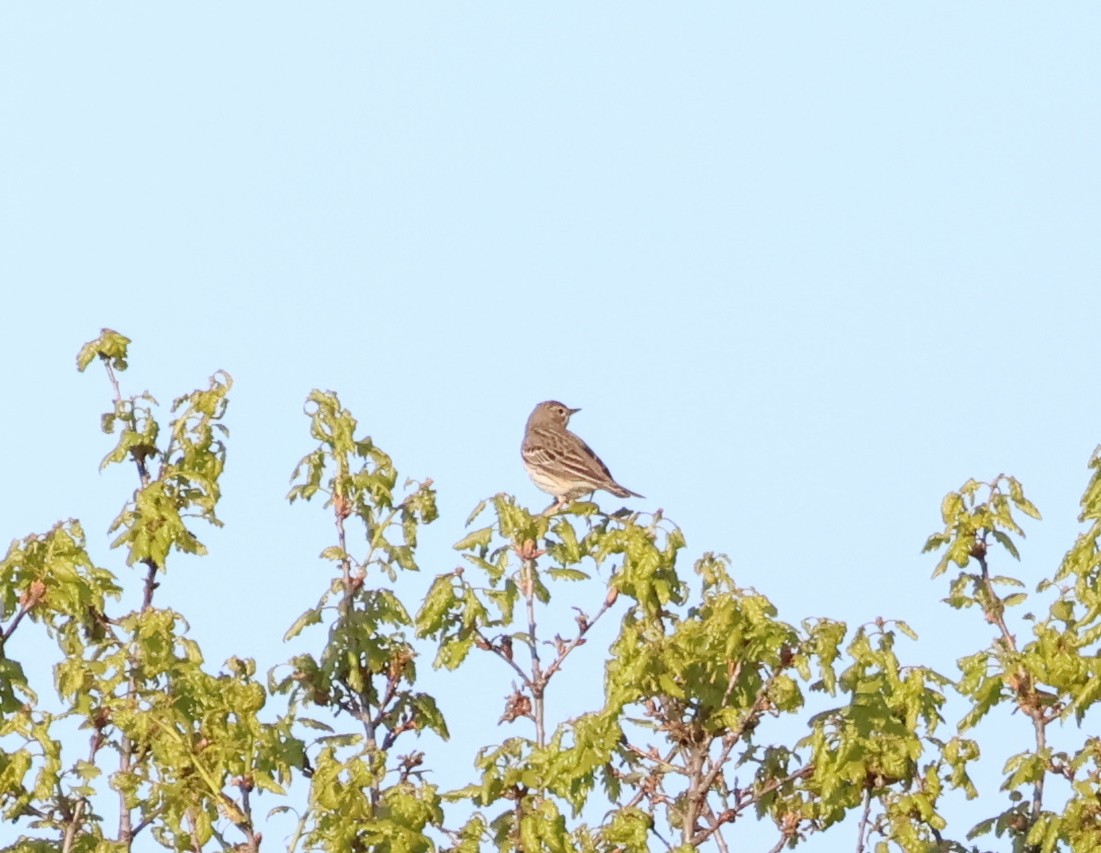 Tree Pipit - ML567840681