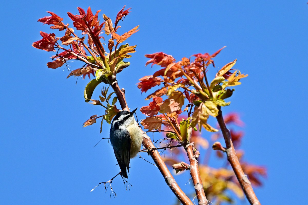 Red-breasted Nuthatch - Eileen Gibney