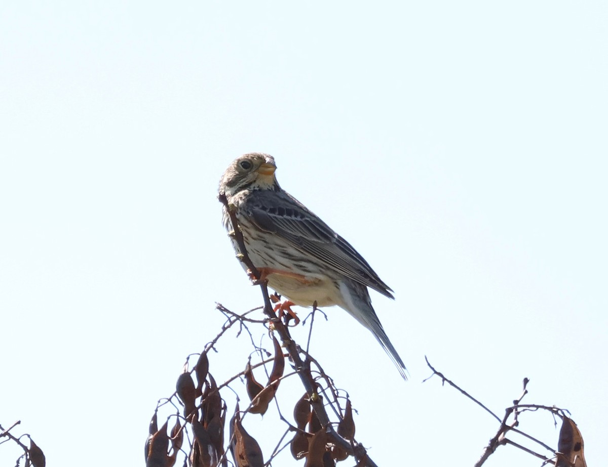 Corn Bunting - ML567841161