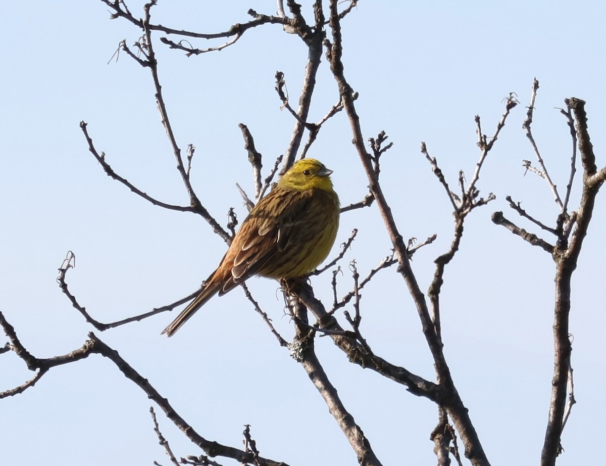 Yellowhammer - ML567841381