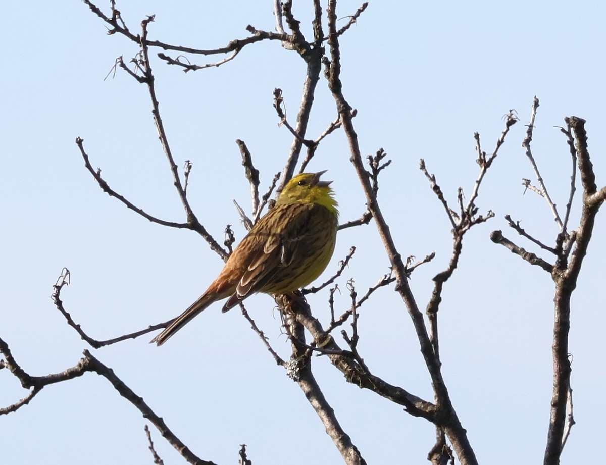 Yellowhammer - ML567841391