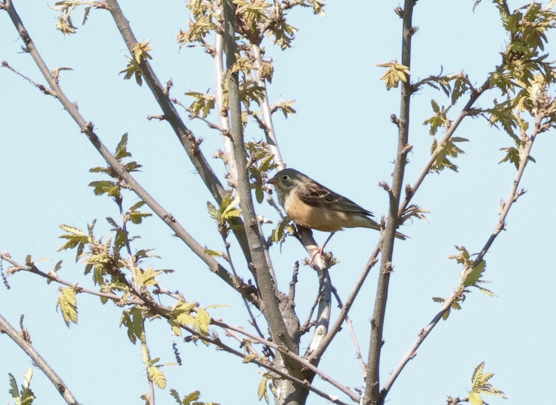 Ortolan Bunting - ML567841841