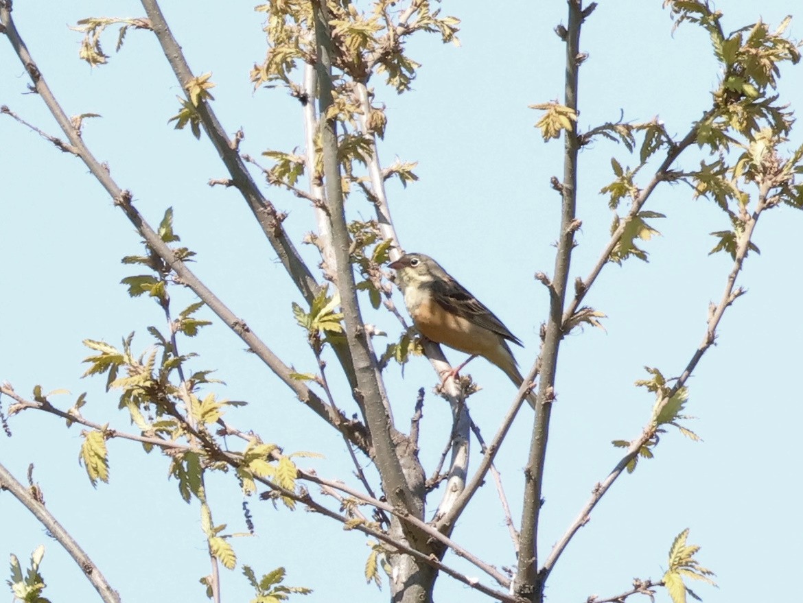 Ortolan Bunting - ML567841921