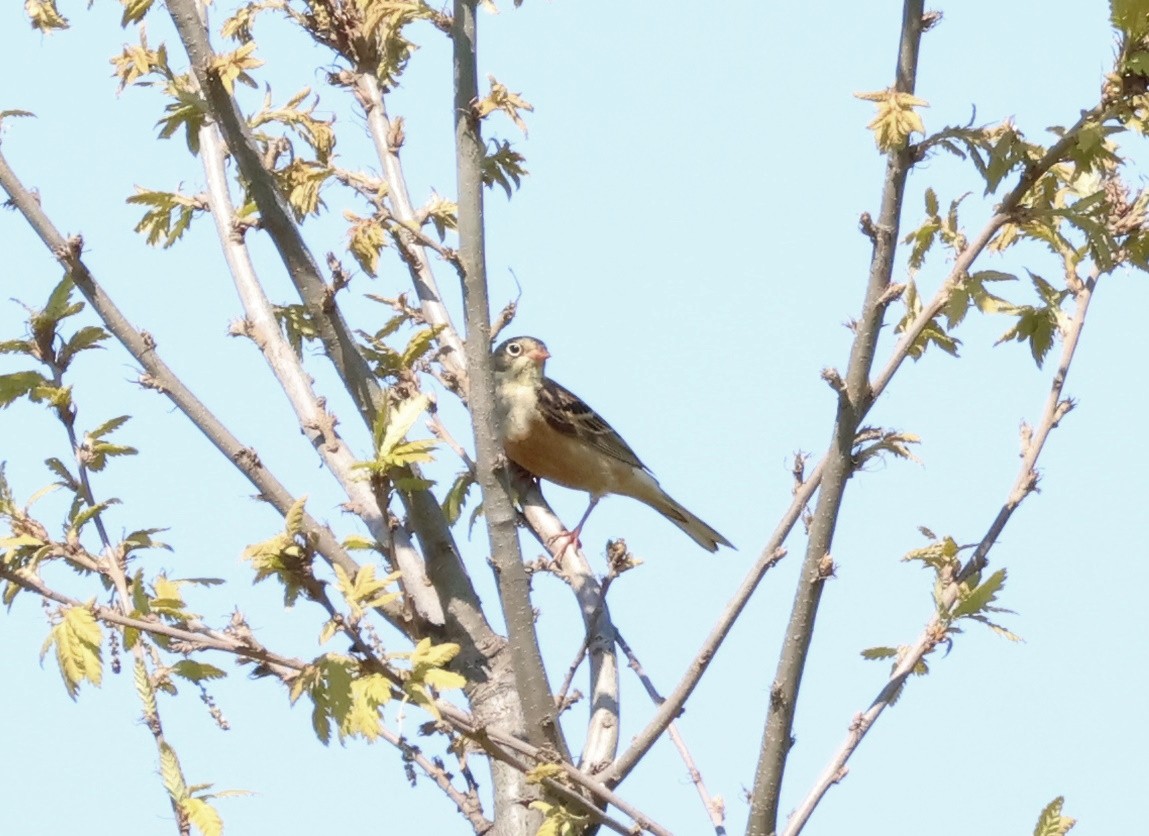 Ortolan Bunting - ML567842001