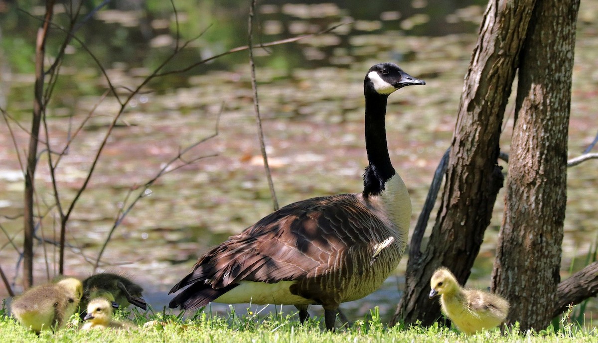 Canada Goose - ML567842211