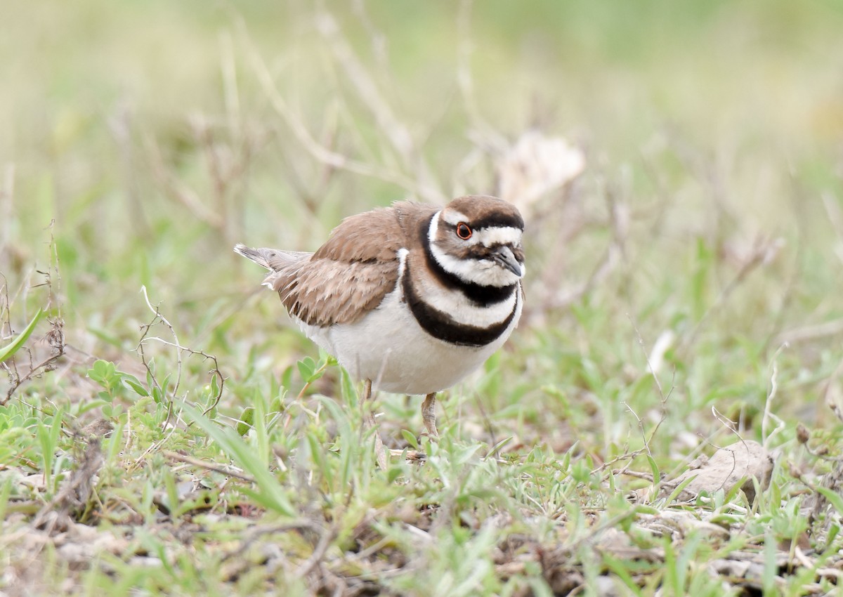 Killdeer - Celeste Morien