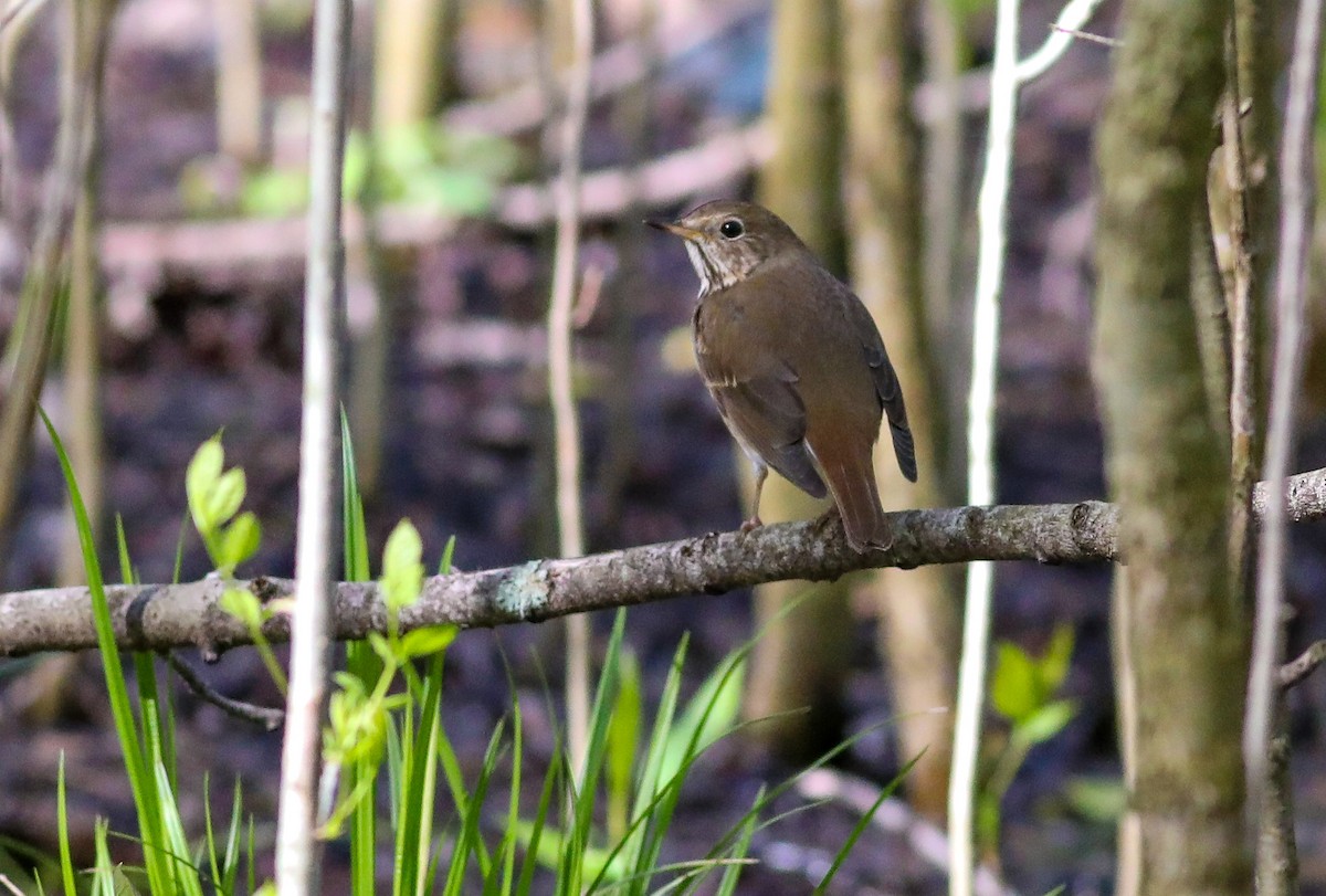 Hermit Thrush - ML567843871