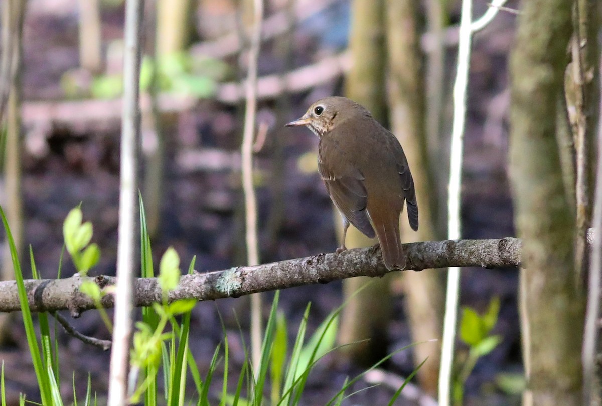 Hermit Thrush - ML567843881