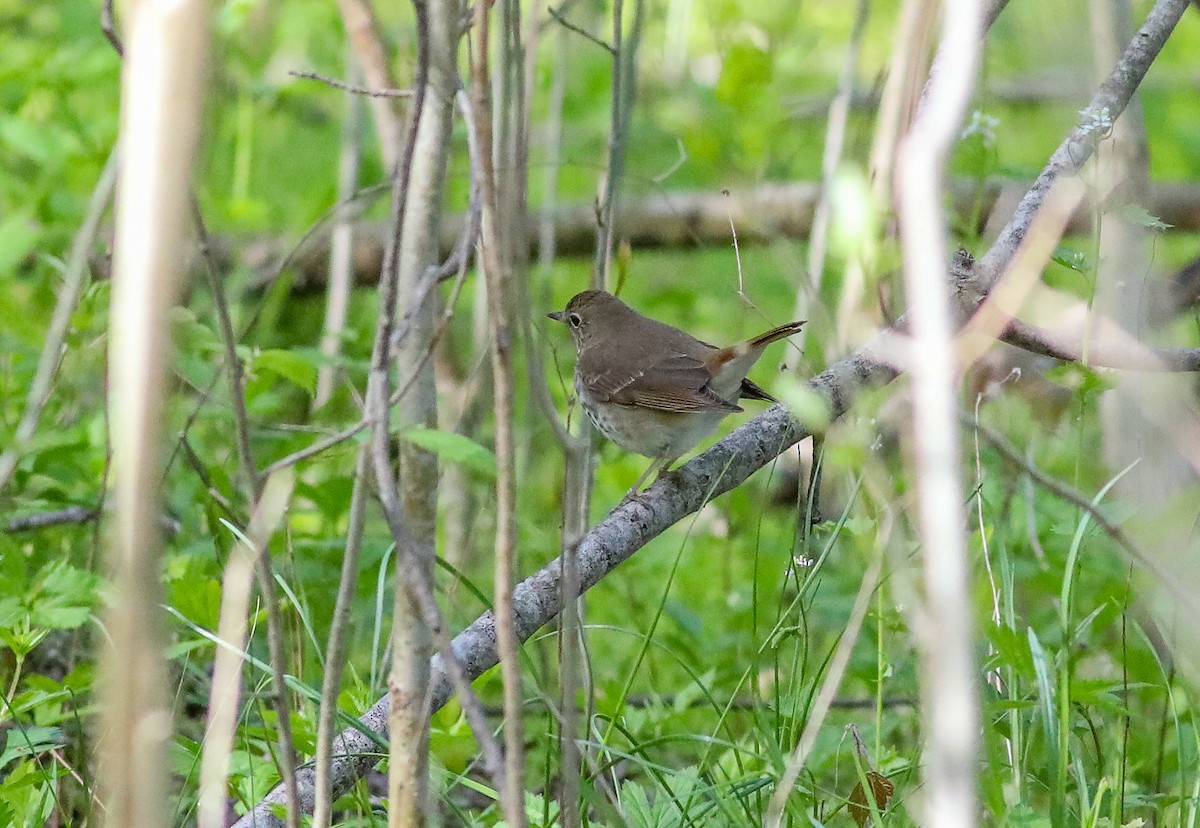 Hermit Thrush - ML567843891