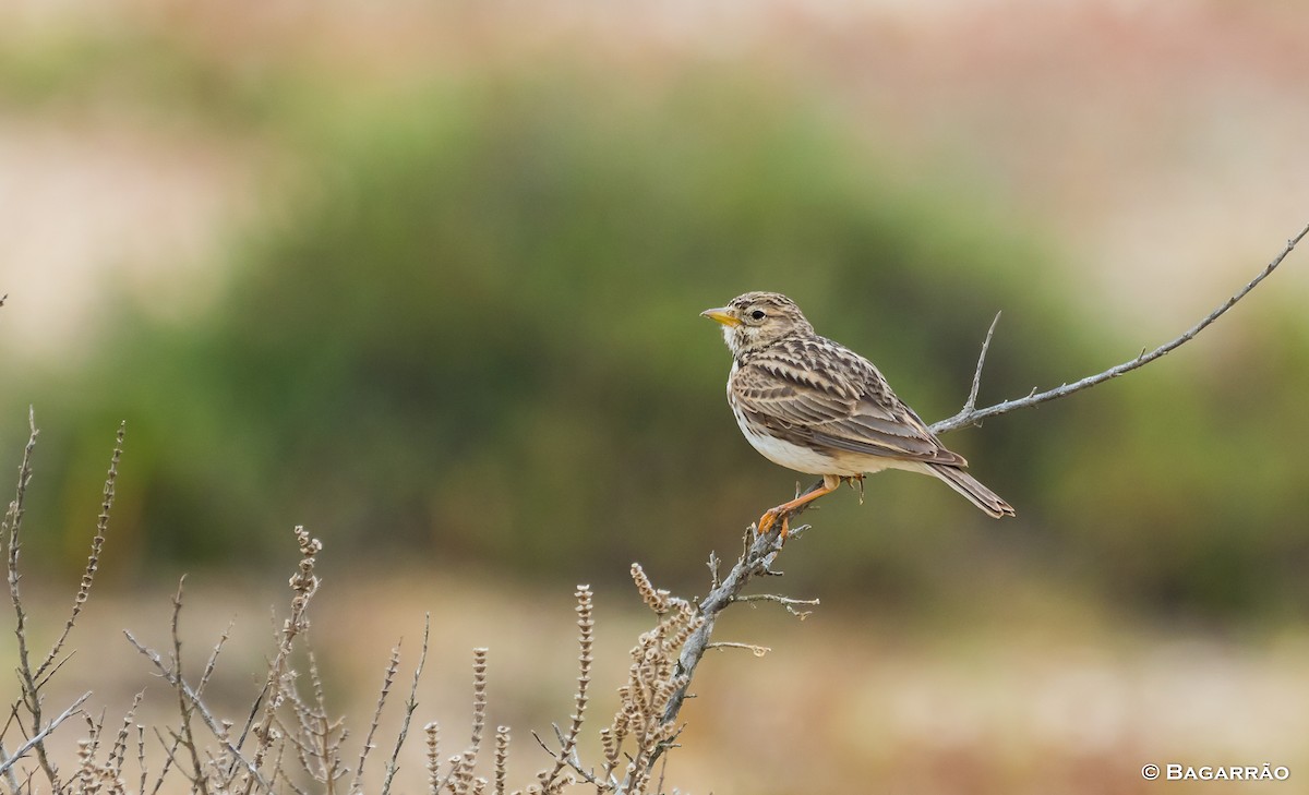 Mediterranean Short-toed Lark - Renato Bagarrão