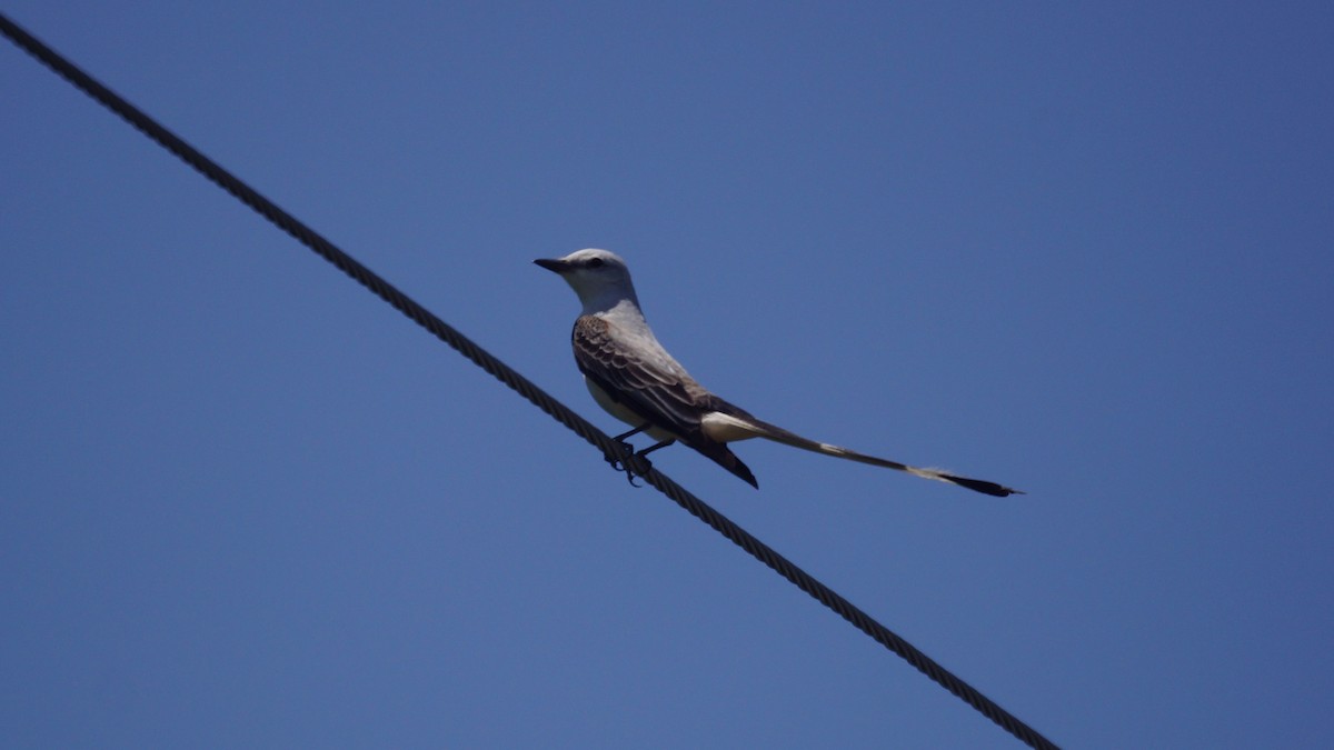 Scissor-tailed Flycatcher - ML567844621