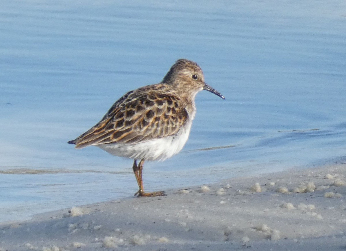 Least Sandpiper - ML567845761