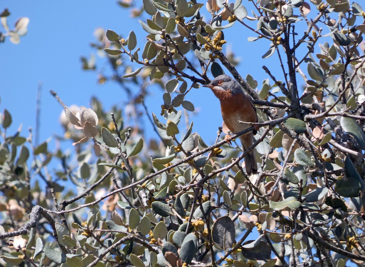 Western Subalpine Warbler - ML567845981