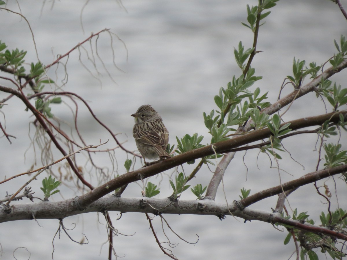 Brewer's Sparrow - ML567846041