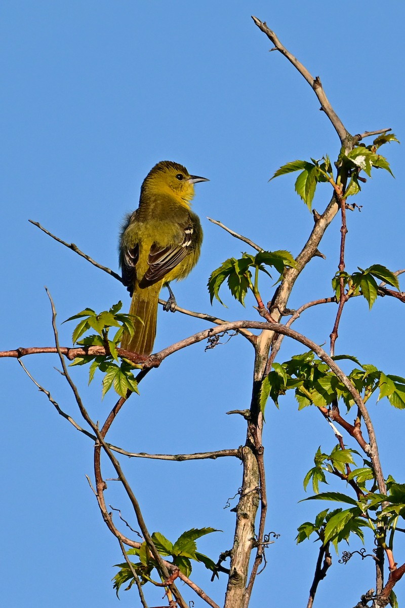 Orchard Oriole - ML567846081