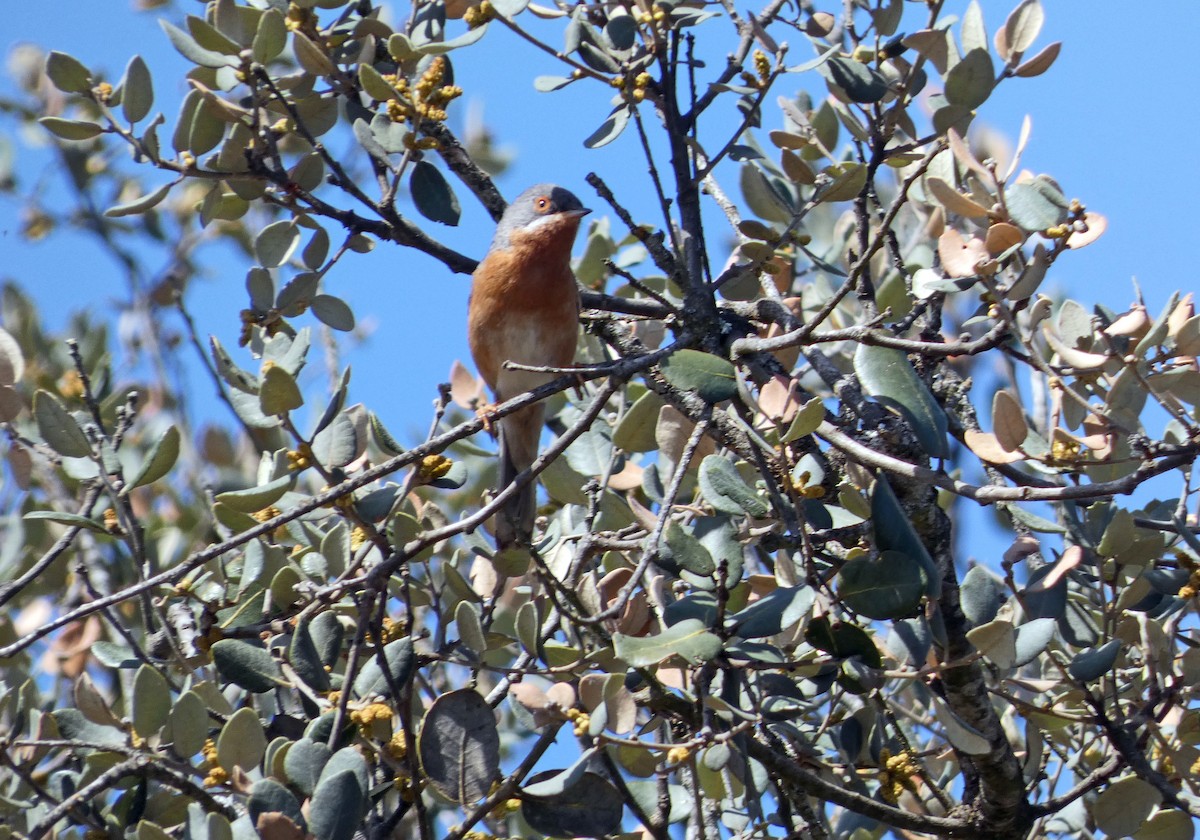 Western Subalpine Warbler - ML567846681
