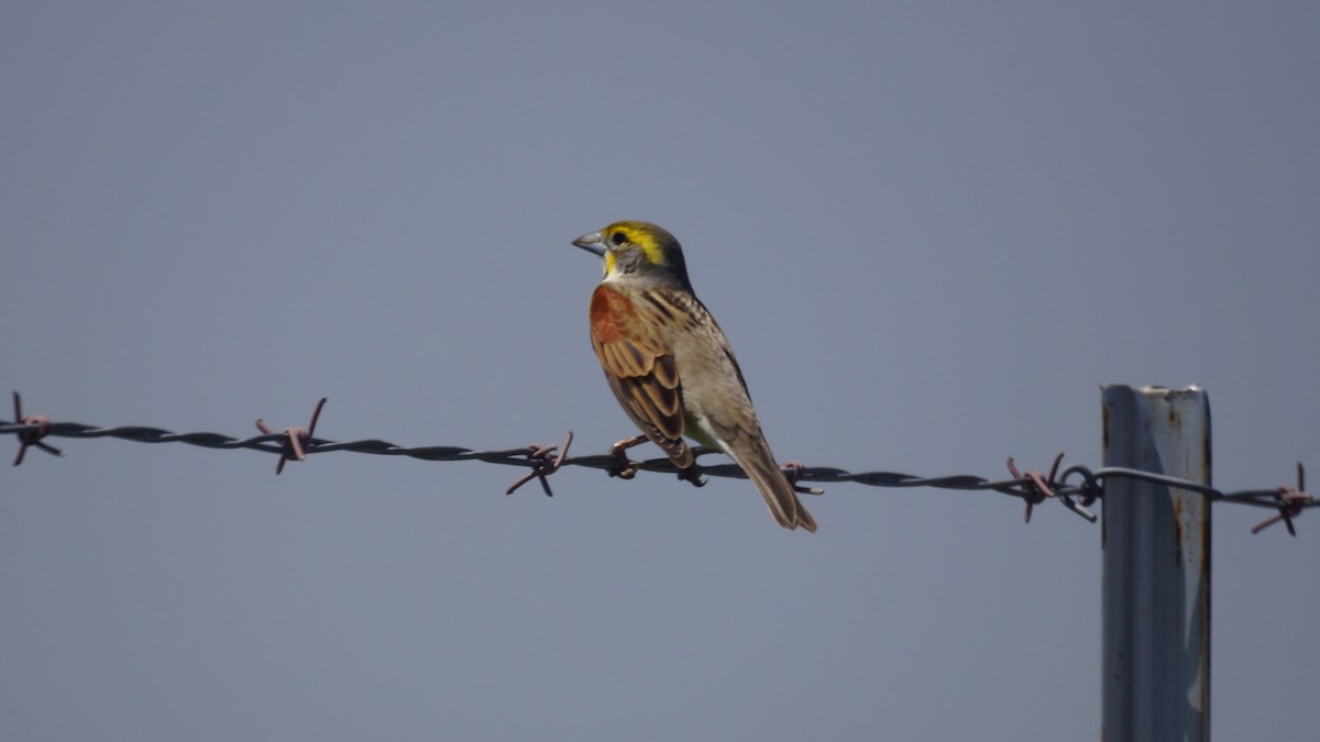 Dickcissel - ML567846791