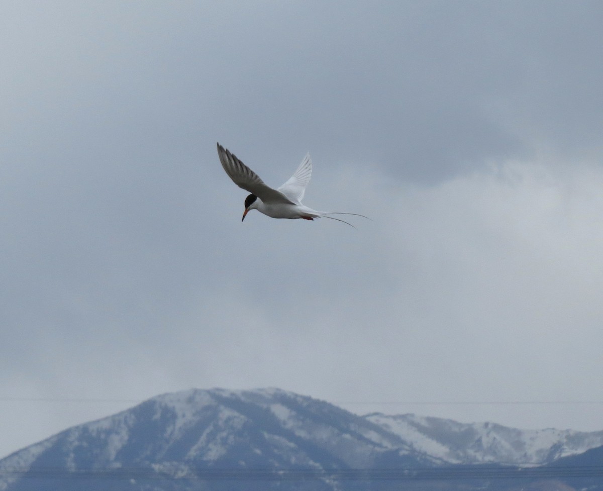 Forster's Tern - ML567846801