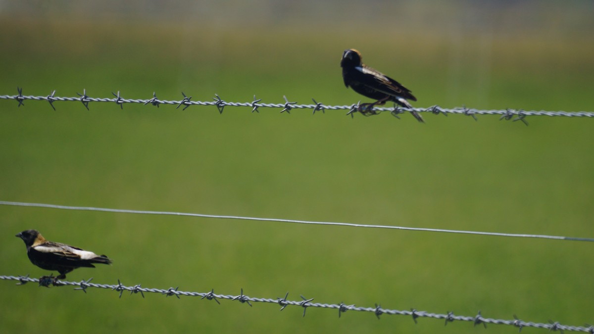 bobolink americký - ML567846841