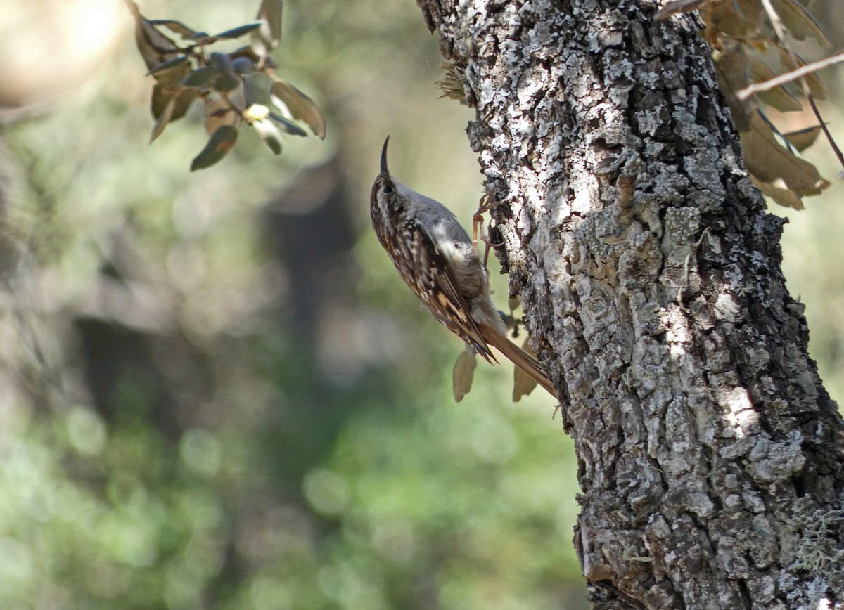 Short-toed Treecreeper - ML567847481