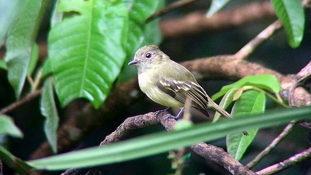 Yellow-crowned Elaenia - ML567847541